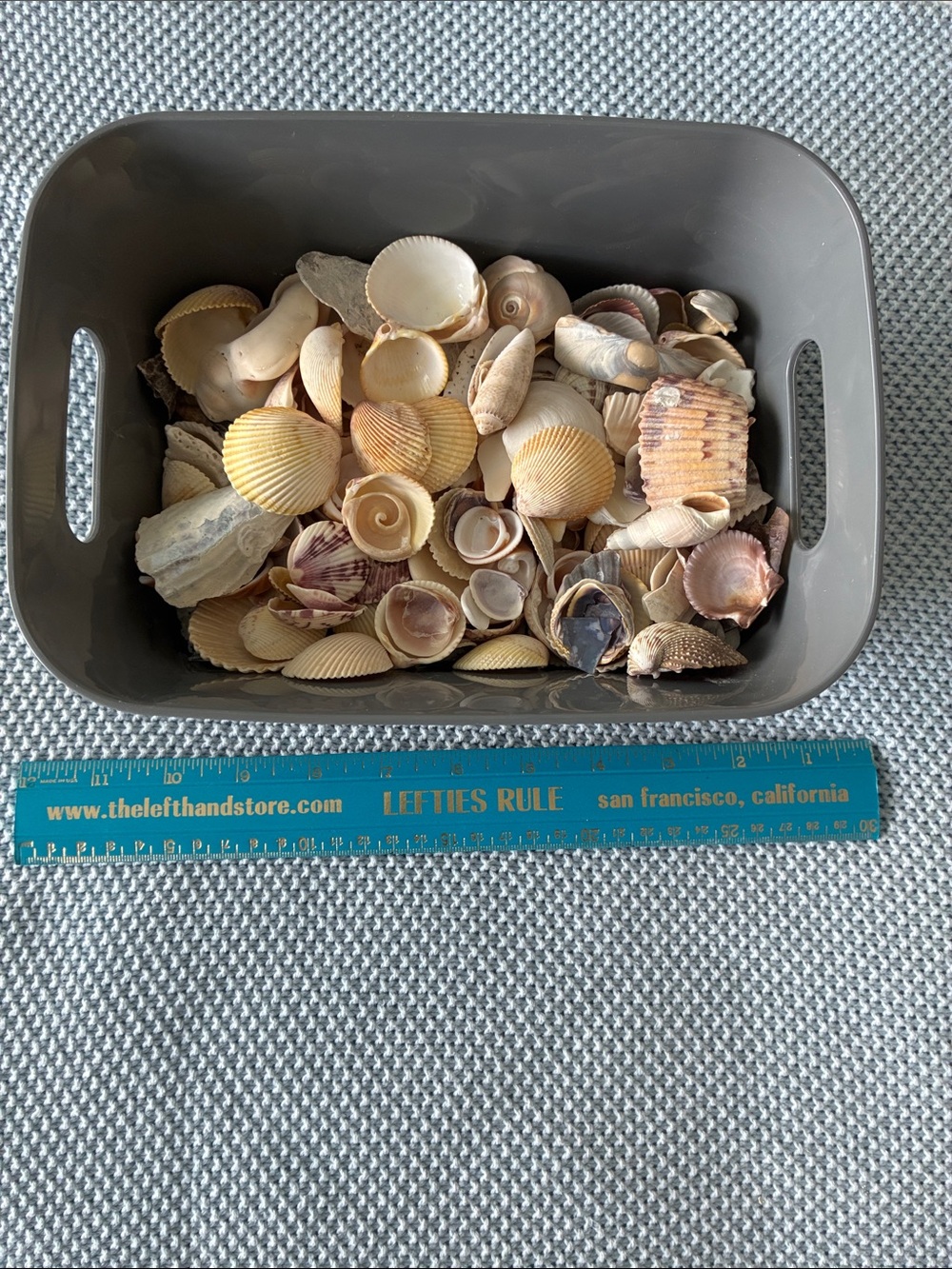 2 lbs Florida Sea Shells